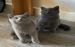 British Shorthair cats for sale: Stunning Bsh kittens READY NOW - Image 1