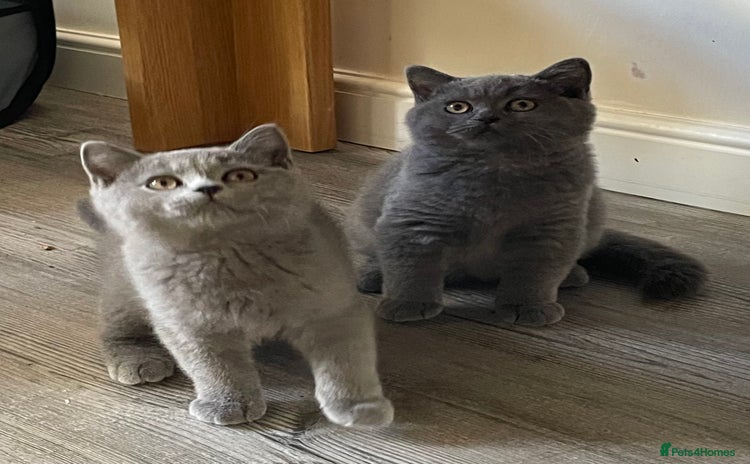British Shorthair cats - Advert 4