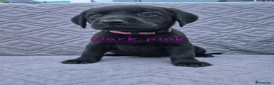 Labrador Retriever Puppy 6