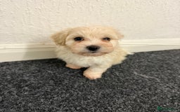 Bichon Frise dogs for sale: Bichon frise  - Advert 4