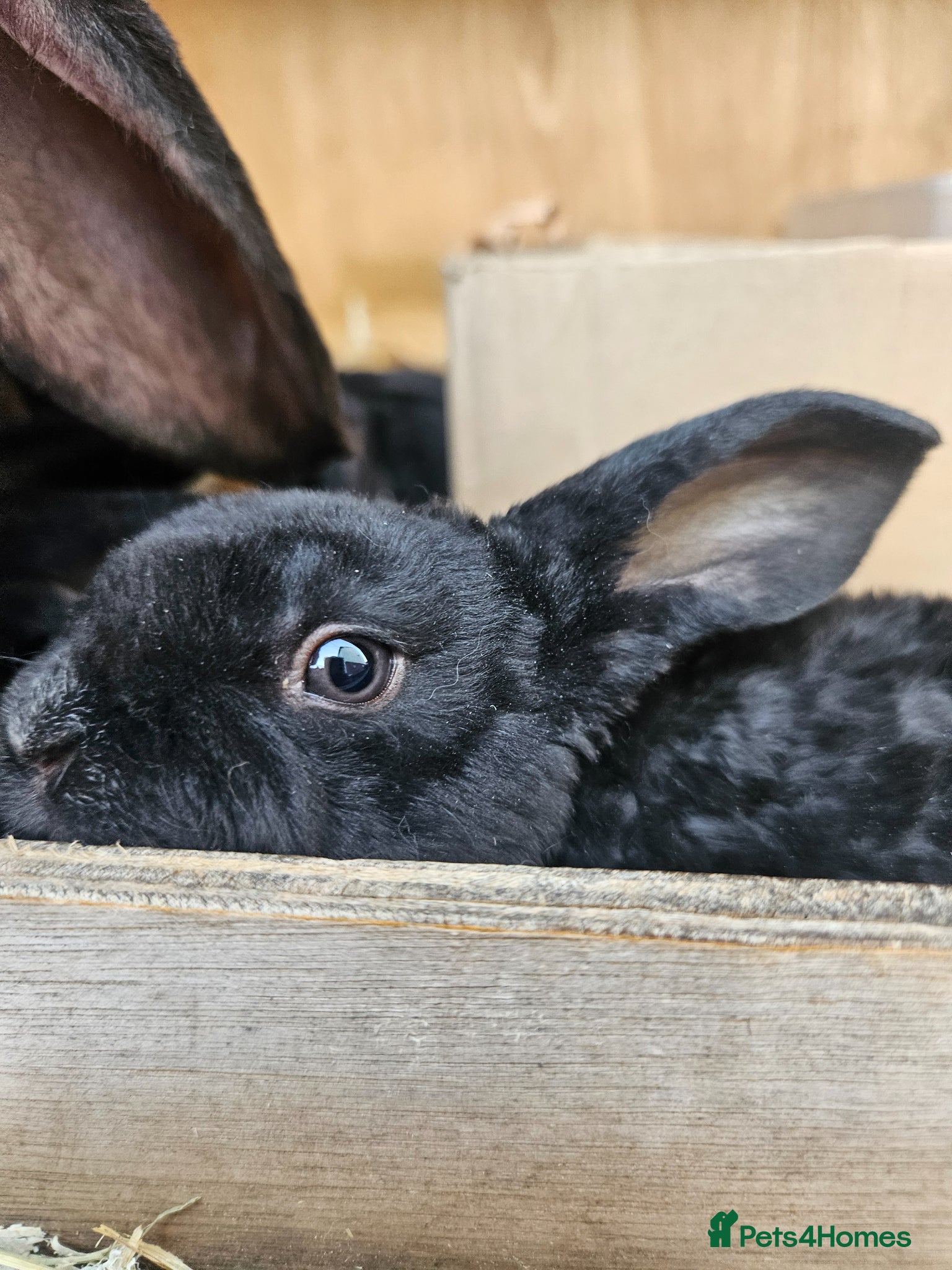 Rex rabbits Velveteen Litter  - Advert 3
