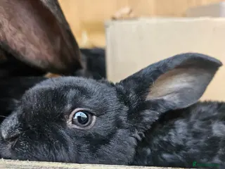 Rex rabbits Velveteen Litter - Advert 3