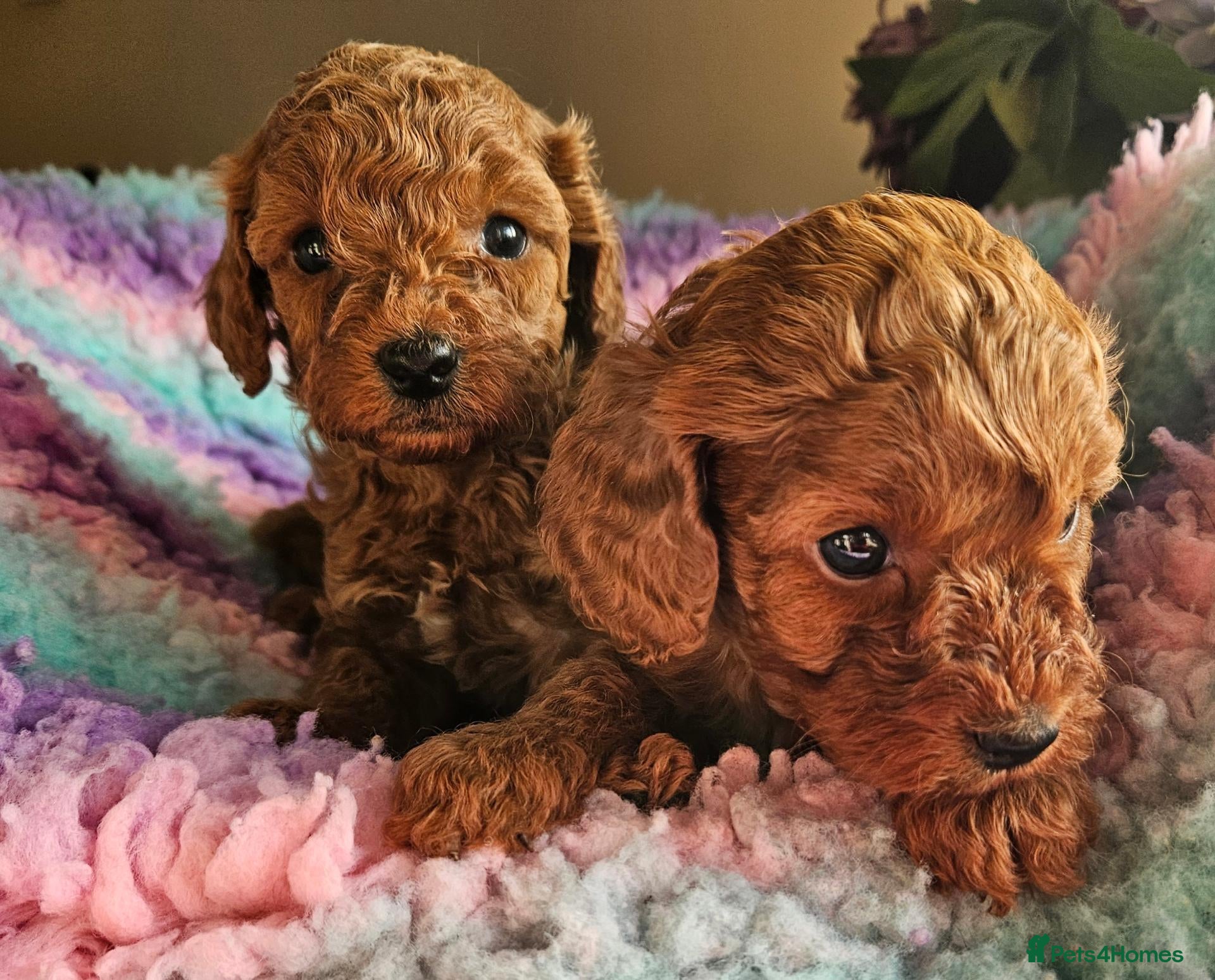 Cavapoo dogs Licensed breeder 2 girls, tiny toy red cavapoos  - Advert 1