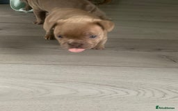 French Bulldog dogs for sale: 4 French bull dogs puppies  - Image 13