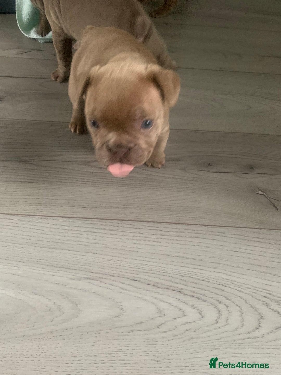 French Bulldog dogs for sale: 4 French bull dogs puppies  - Image 13