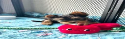 Yorkshire Terrier dogs for sale: Beautiful Yorkie puppies  in Banbury - Advert 7