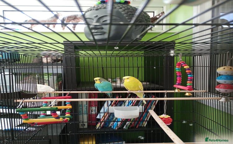 Budgerigars birds - Advert 1