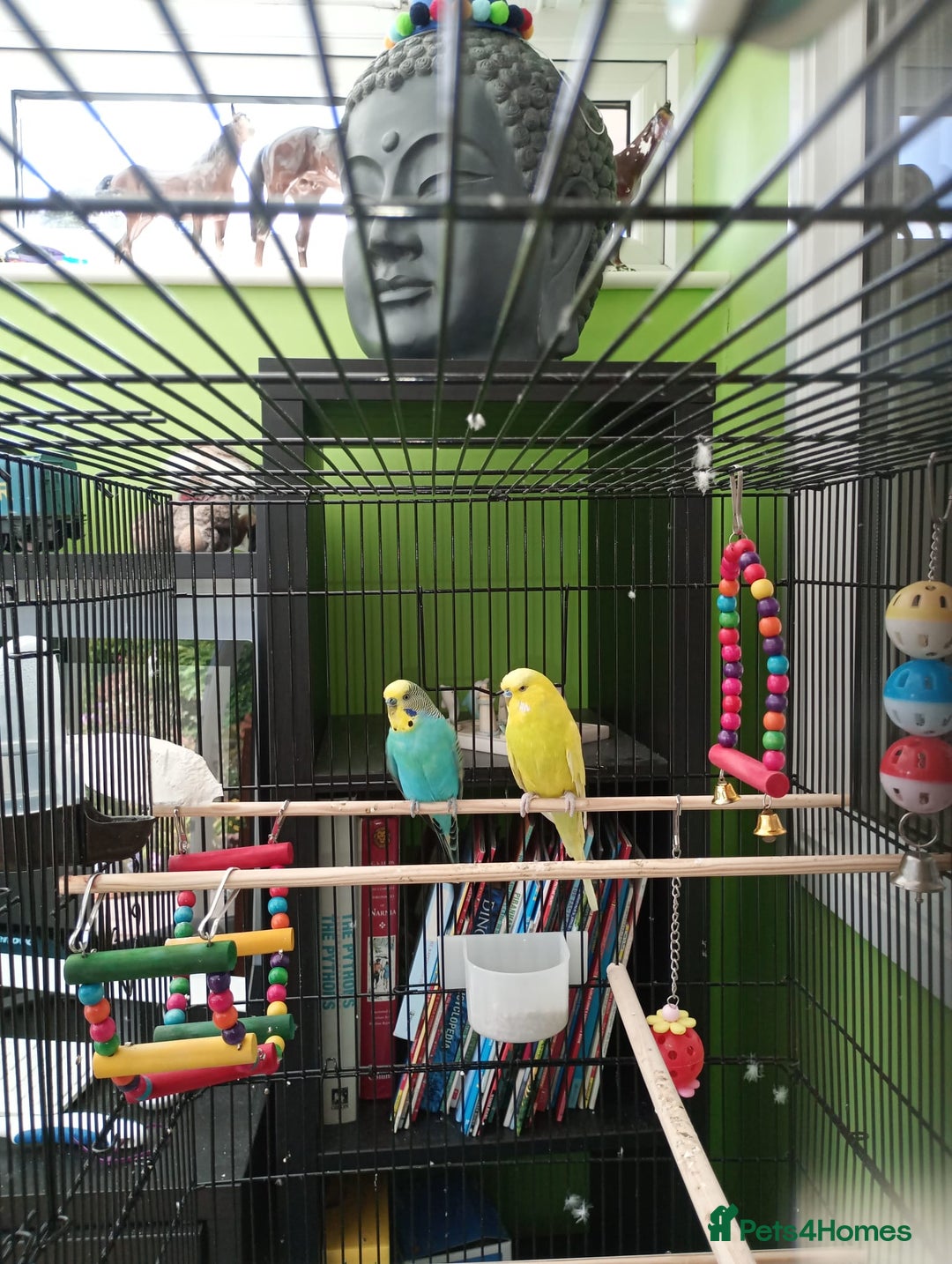 Budgerigars birds for sale: Pair of Budgies for sale - Image 1