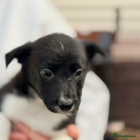 Border Collie dogs 8 week old border collie puppies - Advert 6