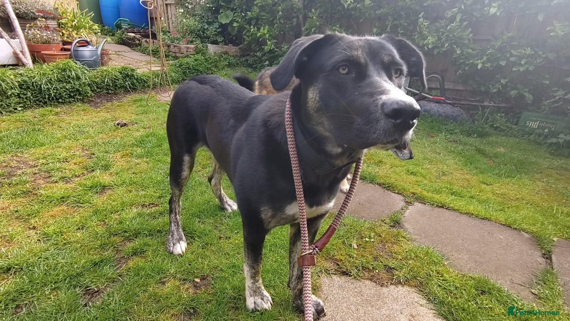 Mixed Breed dogs for adoption: BUSTER- quiet home wanted for sensitive young boy - Advert 13
