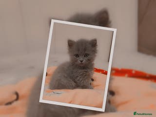 British Longhair cats British Longhair Blue Male - Advert 7