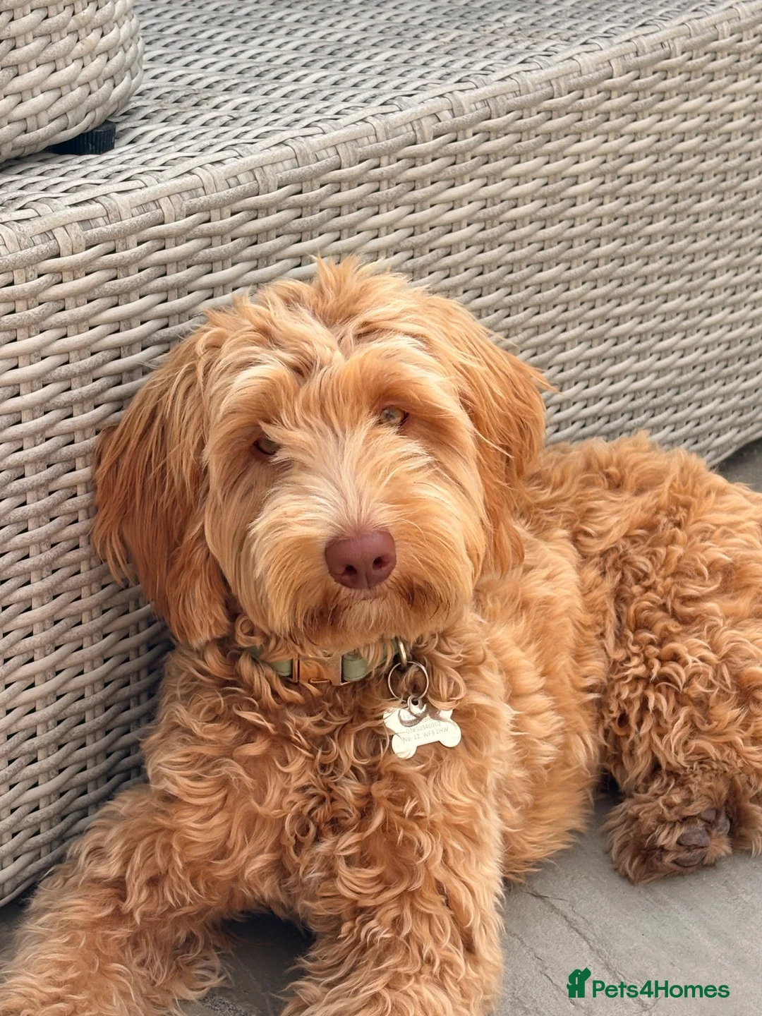 Australian Labradoodle dogs for sale: Winnie 8 month Australian labradoodle  in Pontefract - Advert 1