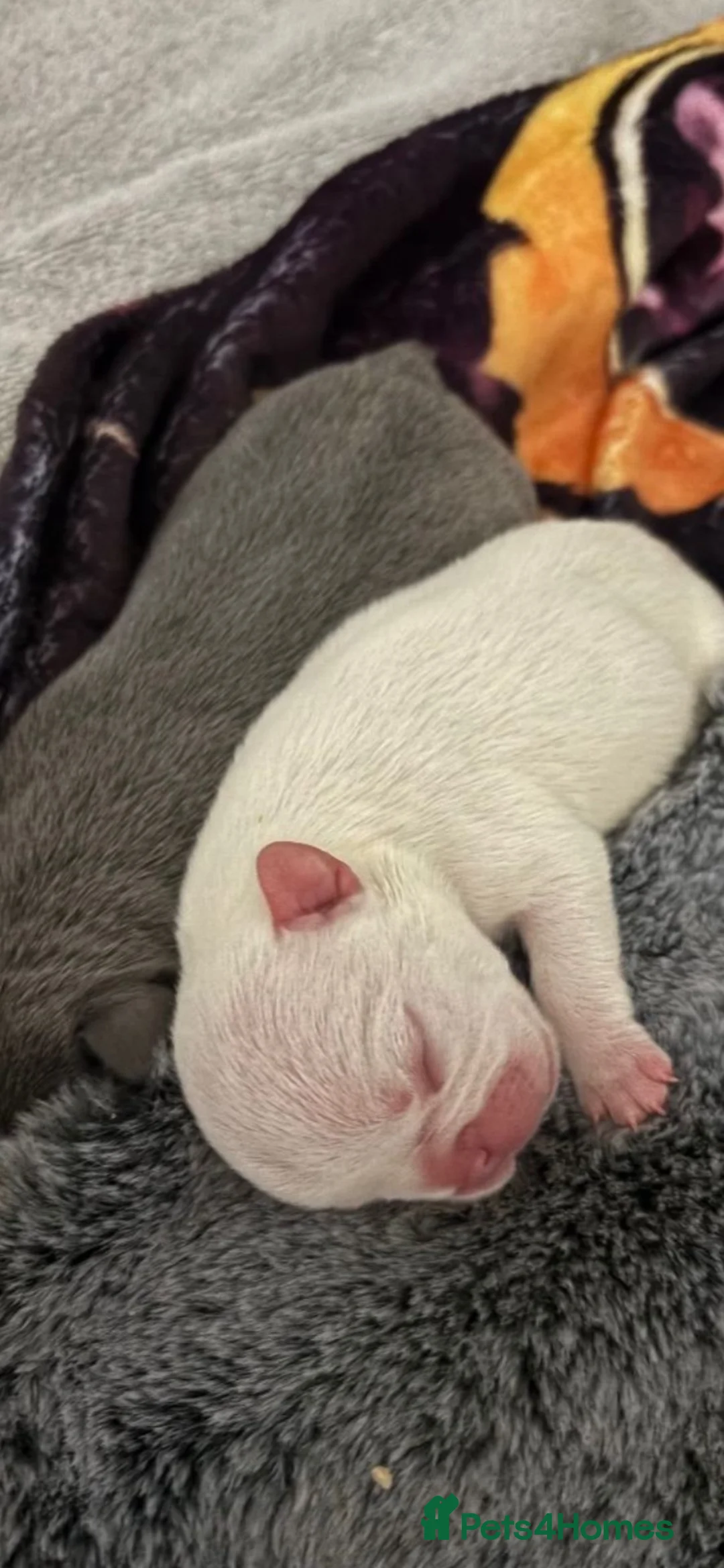 French Bulldog dogs for sale: Kc kennel club French bulldog championship  - Advert 1