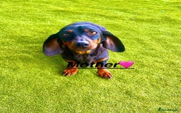 Miniature Dachshund dogs for sale: 2 Isabella miniature dachshund READY TO LEVE NOW  - Image 7