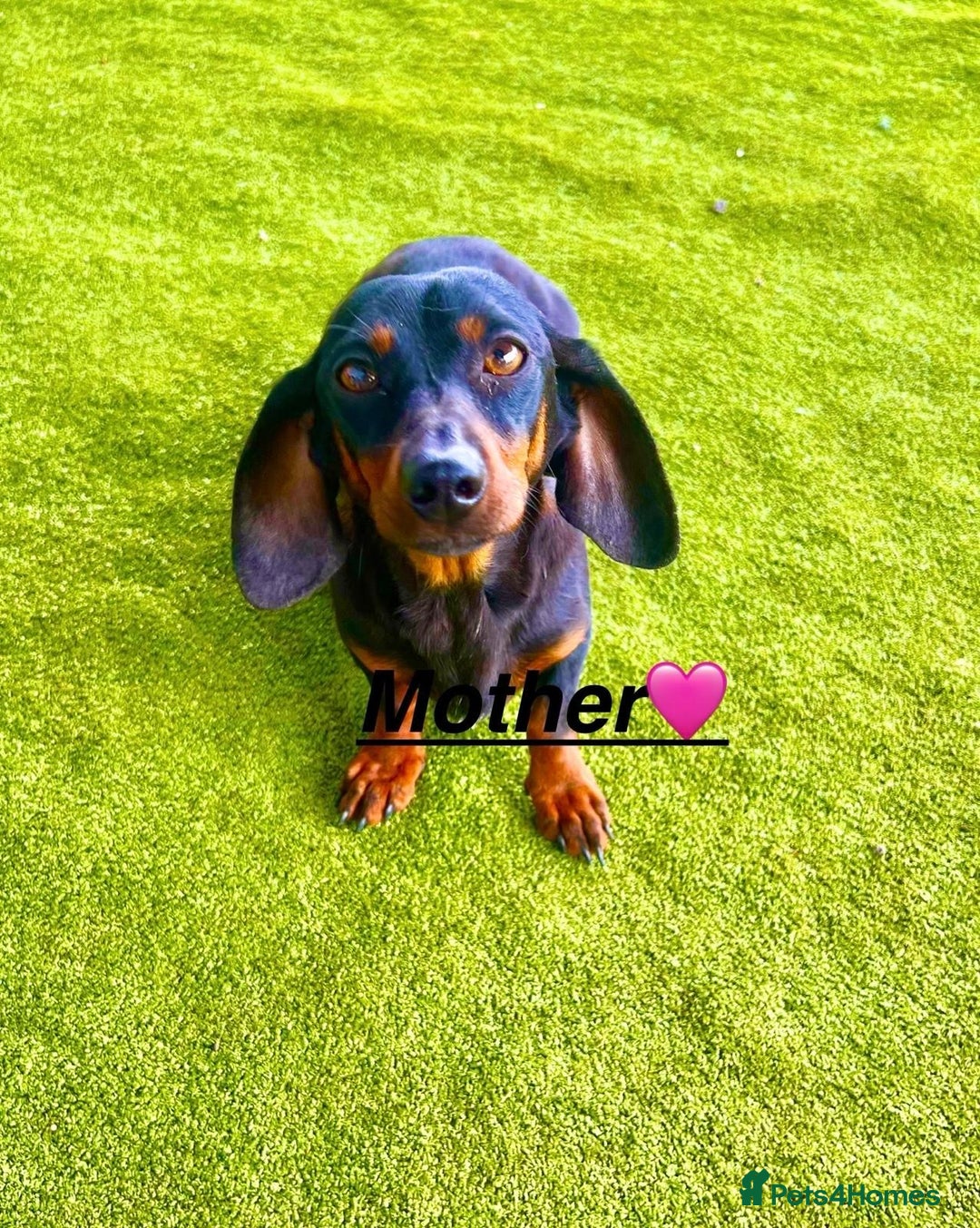 Miniature Dachshund dogs for sale: 2 Isabella miniature dachshund READY TO LEVE NOW  - Image 7