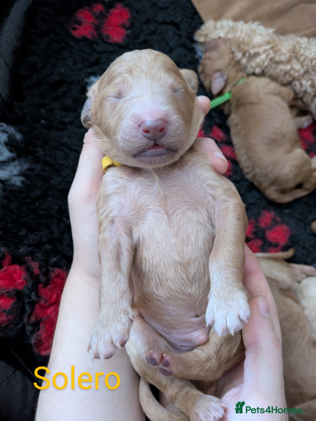 Goldendoodle dogs for sale: Gorgeous Goldendoodles  - Image 16