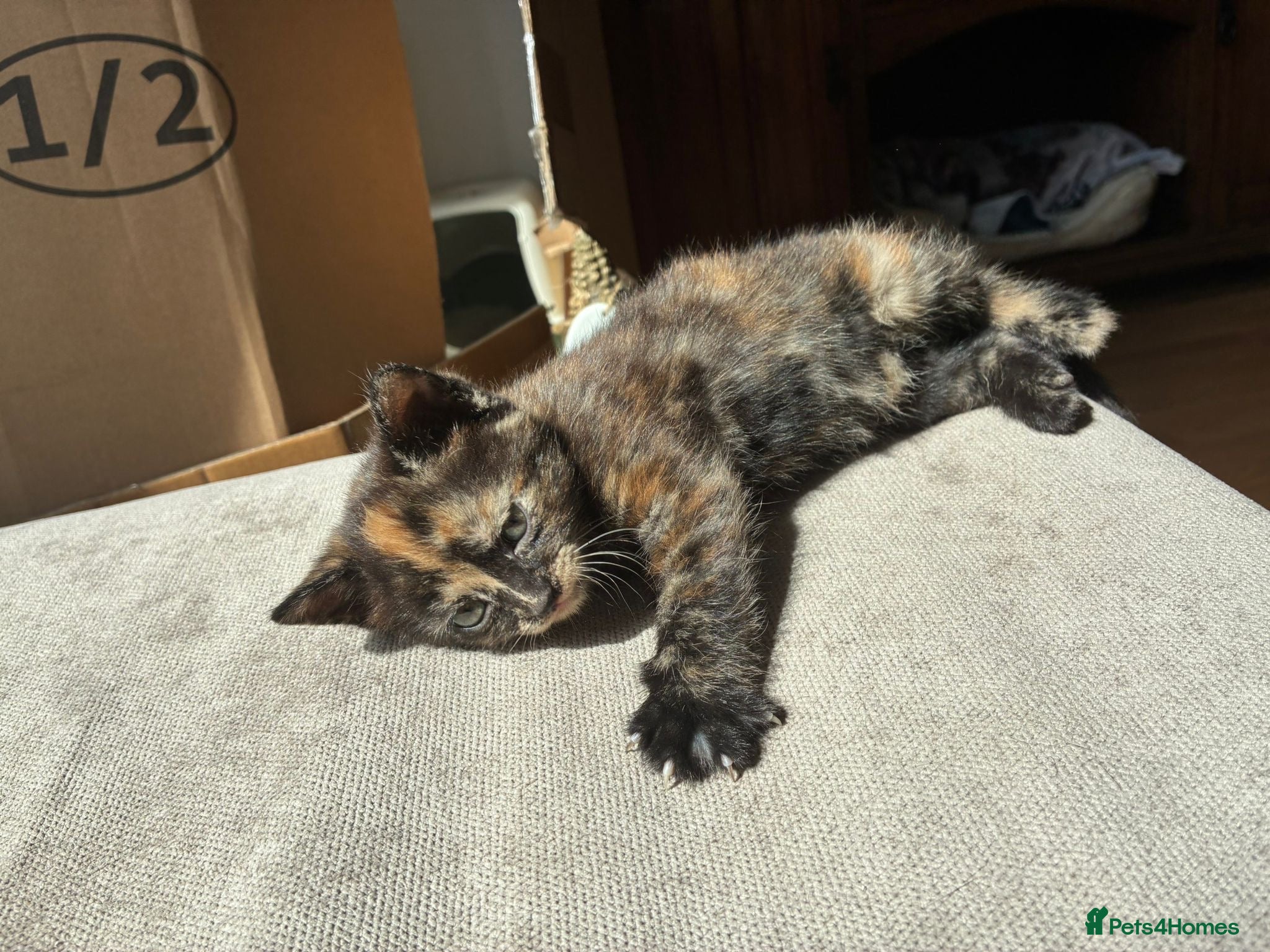 Mixed Breed cats Beautiful British x Domestic Tortie kittens - Advert 1