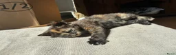 Mixed Breed cats for sale: Beautiful British x Domestic Tortie kittens - Advert 1