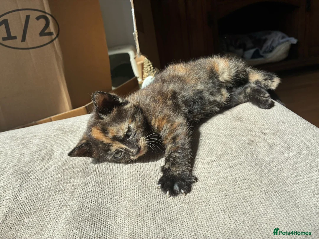 Mixed Breed cats for sale: Beautiful British x Domestic Tortie kittens - Advert 1