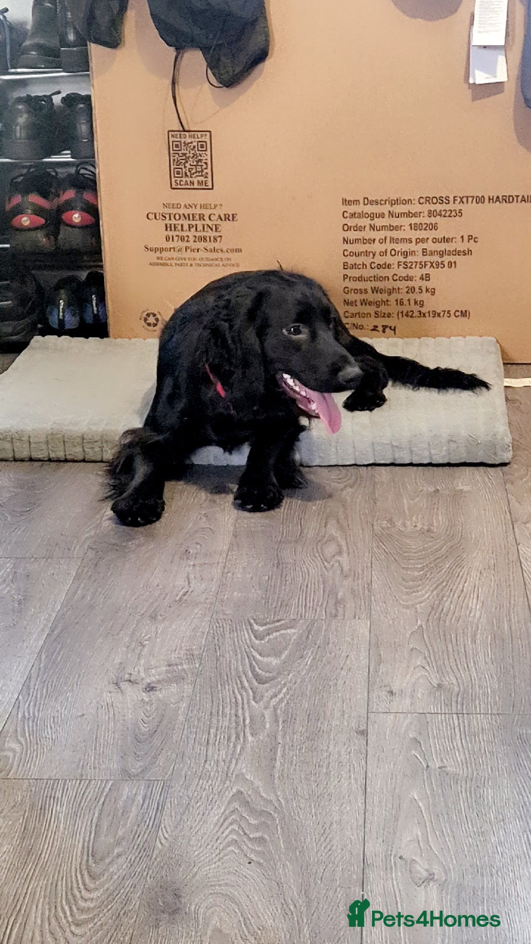 Cocker Spaniel dogs for sale: Loveable cocker spaniel  - Advert 5