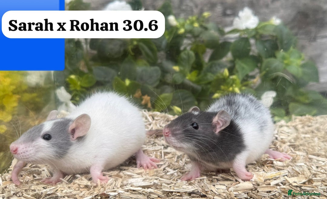 Rat rodents for sale: Baby and young rats ready now. Sheffield - Image 24