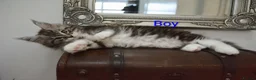 Maine Coon cats for sale: Maine coon kittens available  - Advert 6