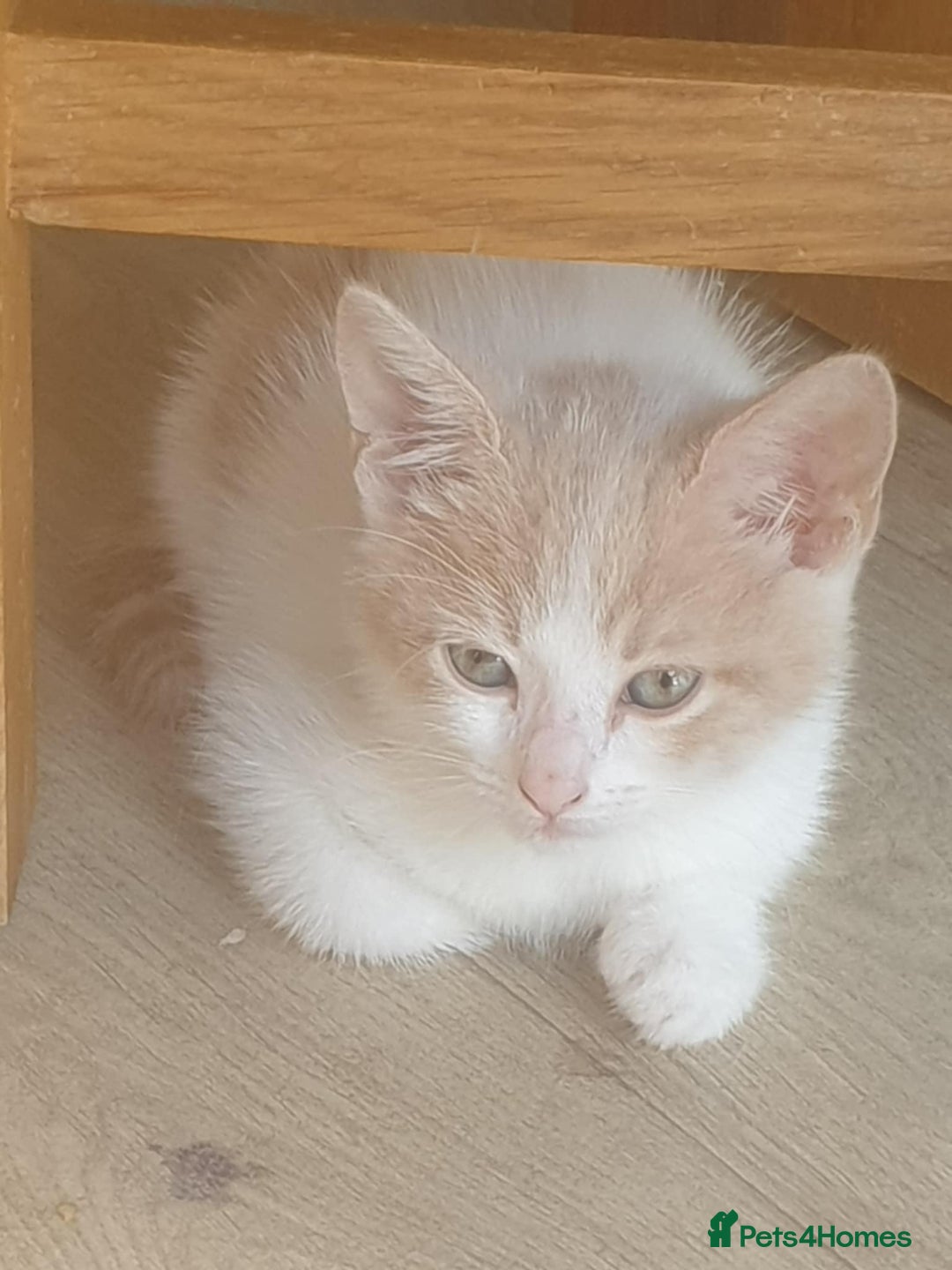 Mixed Breed cats for sale: Two male ginger and white kittens  - Image 2