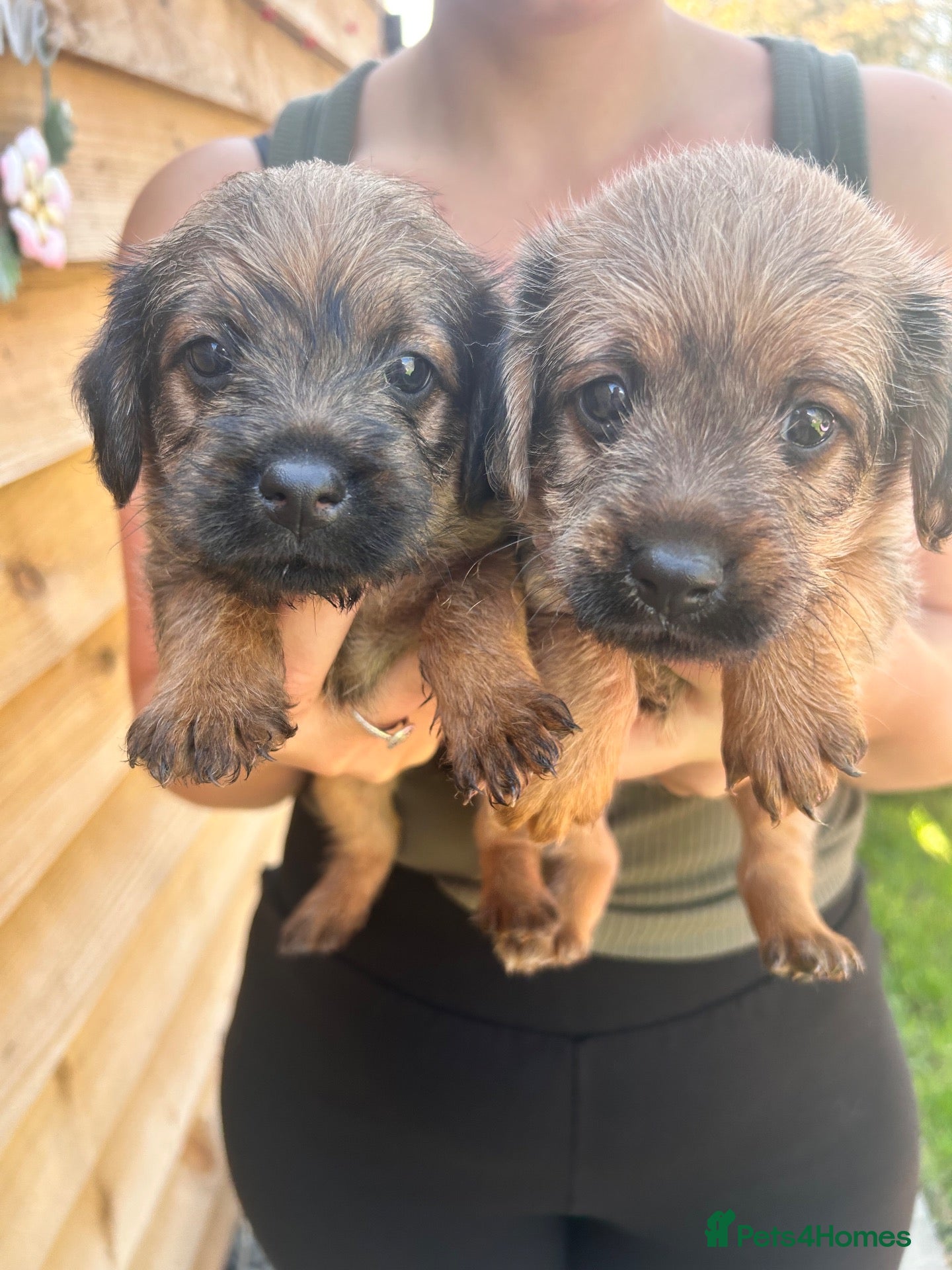 Mixed Breed dogs Borderpoo puppies for sale!  - Advert 1