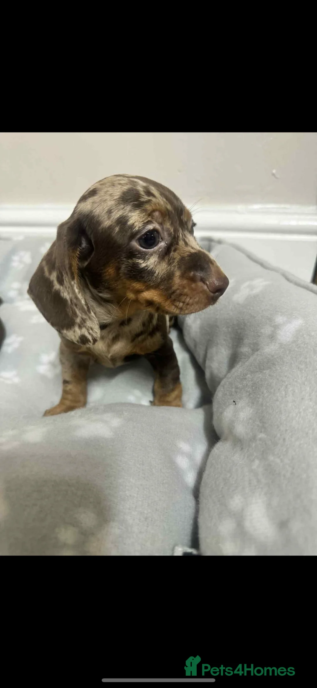 Dachshund dogs for sale: Dachshund puppies - Advert 4