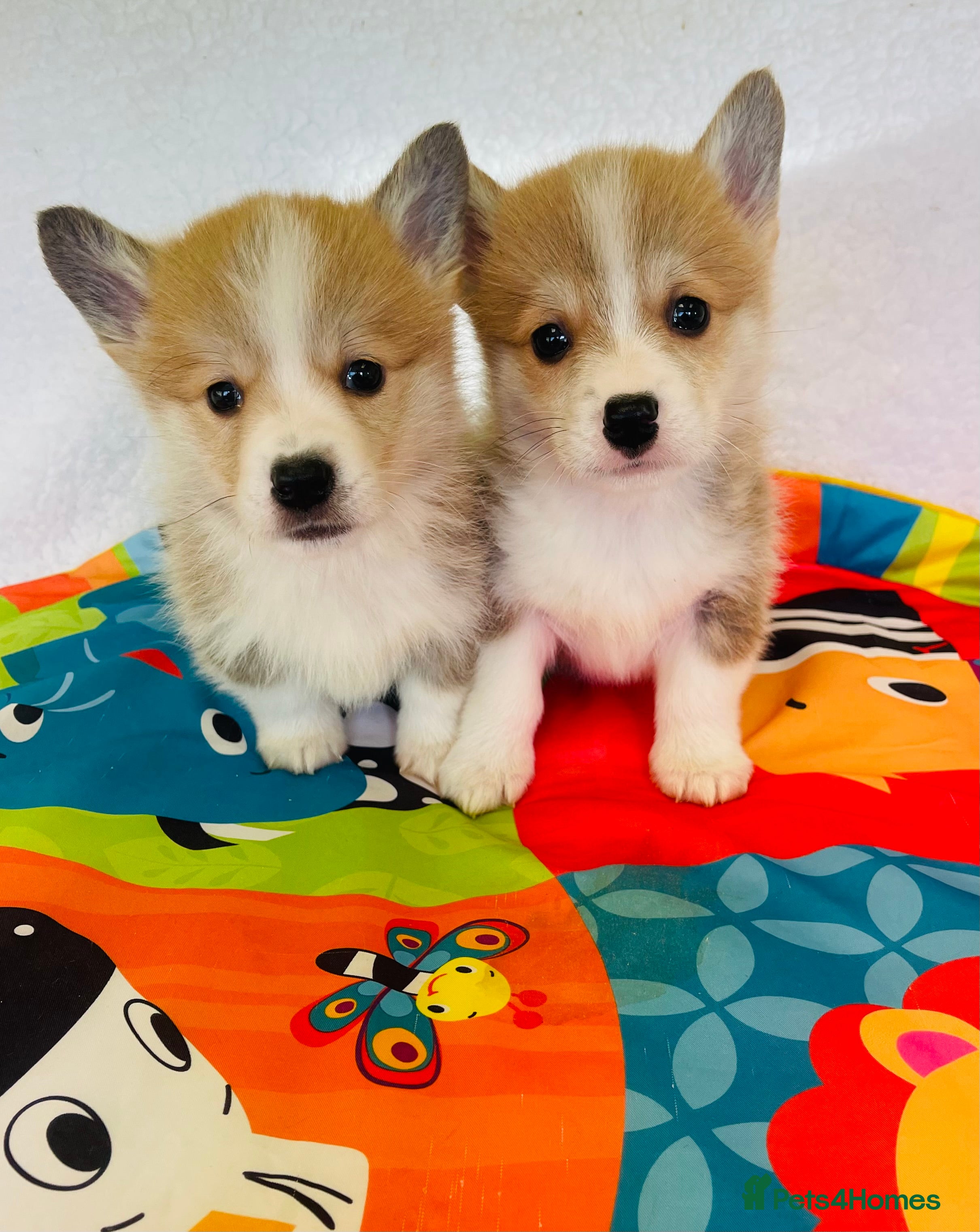 Welsh Corgi Pembroke dogs Beautiful Corgi Boy Puppies - Advert 14