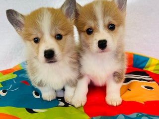 Welsh Corgi Pembroke dogs Beautiful Corgi Boy Puppies - Advert 15