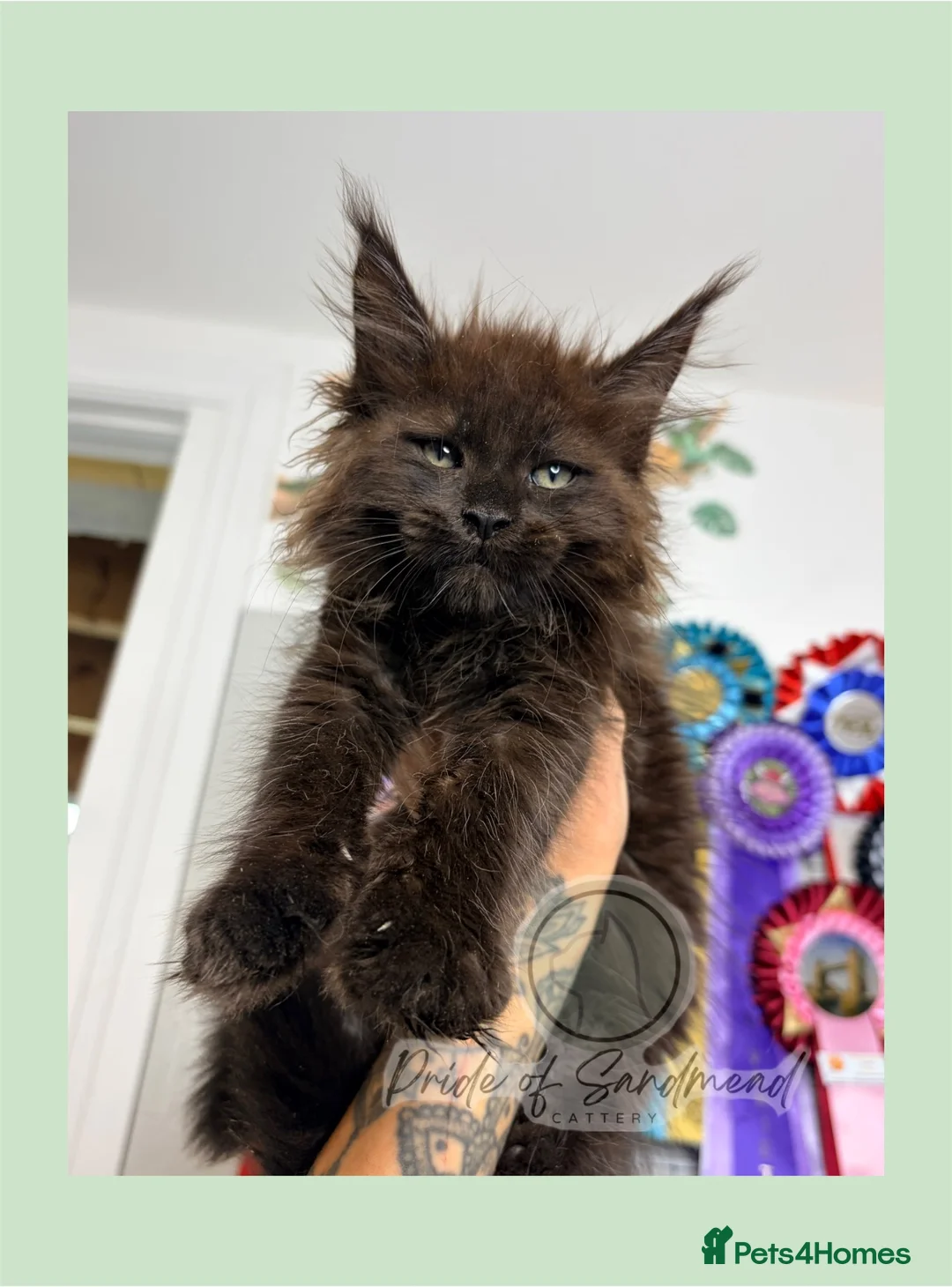 Maine Coon cats for sale: Family Raised Russian Maine Coons - Advert 4