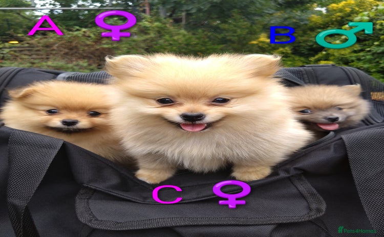Pomeranian dogs - Advert 1