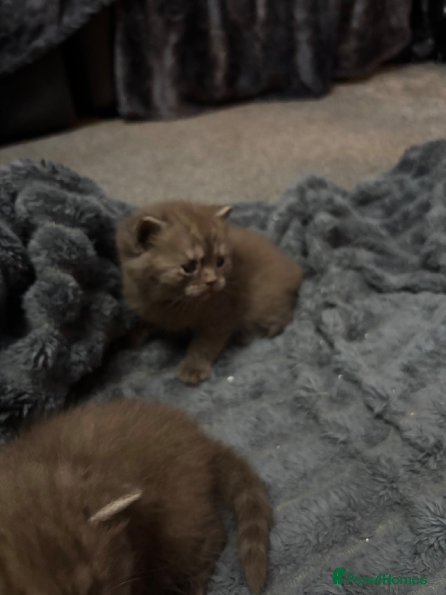 British Shorthair cats British shorthaired chocolate kittens  - Advert 8