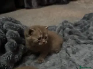 British Shorthair cats British shorthaired chocolate kittens - Advert 1