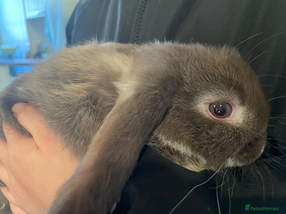 Mini Lop rabbits for sale: Ready to go mini lop - Advert 3