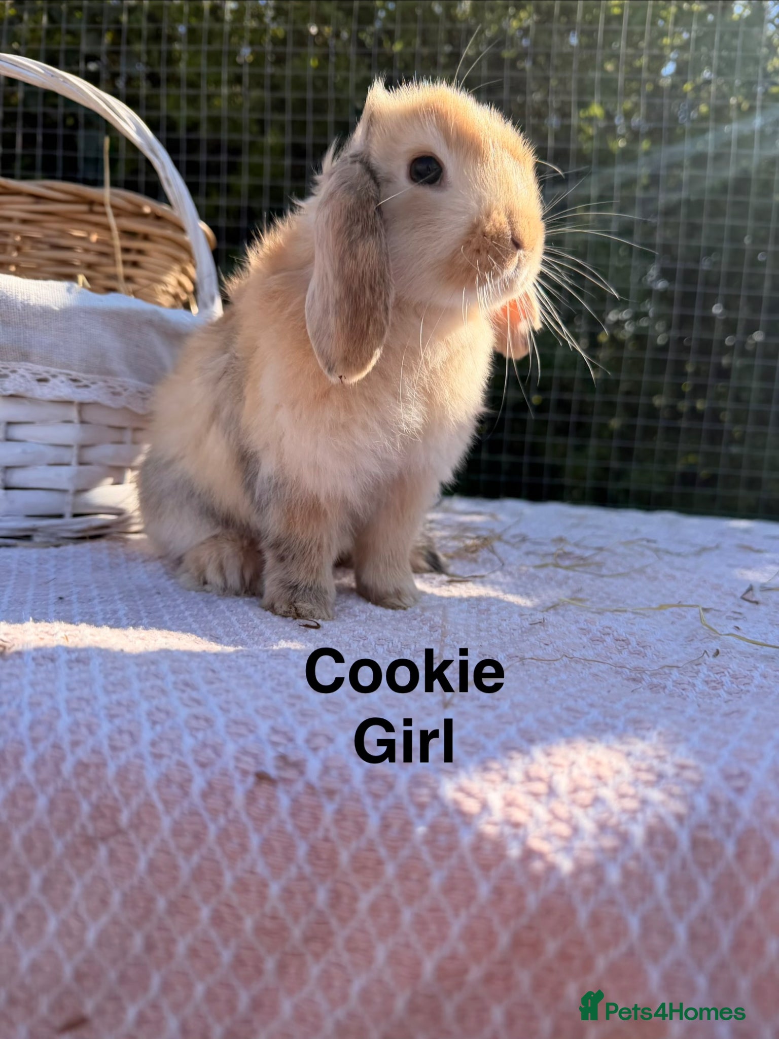 Mini Lop rabbits Mini Lop Babies  - Advert 1