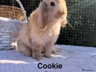 Mini Lop rabbits for sale: Mini Lop Babies - Advert 1