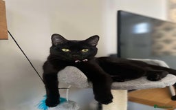 Russian Blue cats for sale: Kittens - Image 5