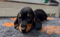 Miniature Dachshund dogs for sale: Show standard KC registered miniature dachshunds  - Image 6