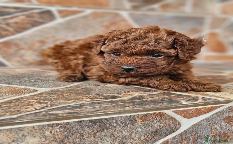 Toy Poodle dogs - Advert 1