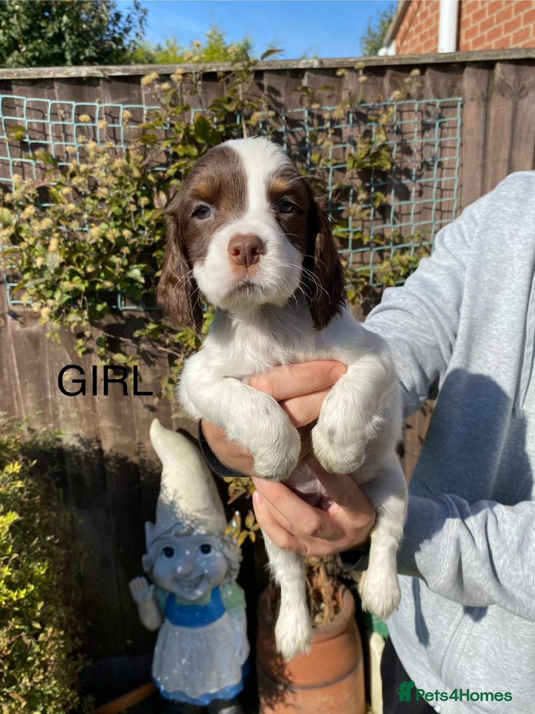 Cocker Spaniel dogs for sale: Cocker spaniel puppies  - Image 8