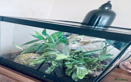 Frog reptiles for sale: 2 Australian White Tree Frogs  - Image 4