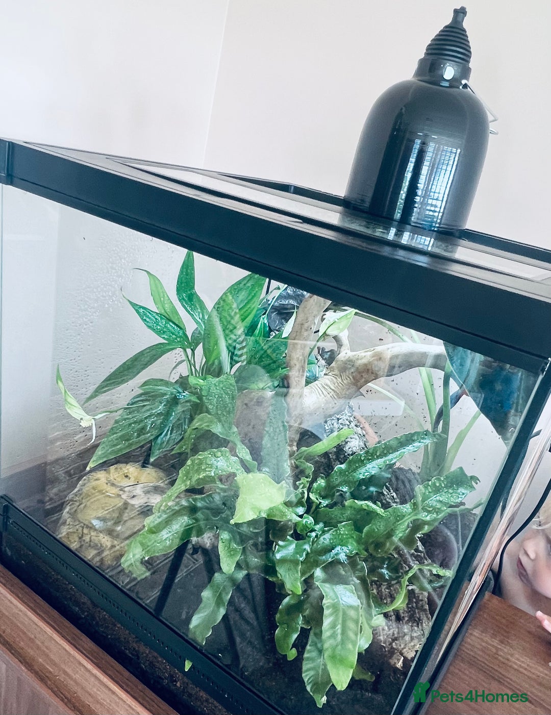 Frog reptiles for sale: 2 Australian White Tree Frogs  - Image 4