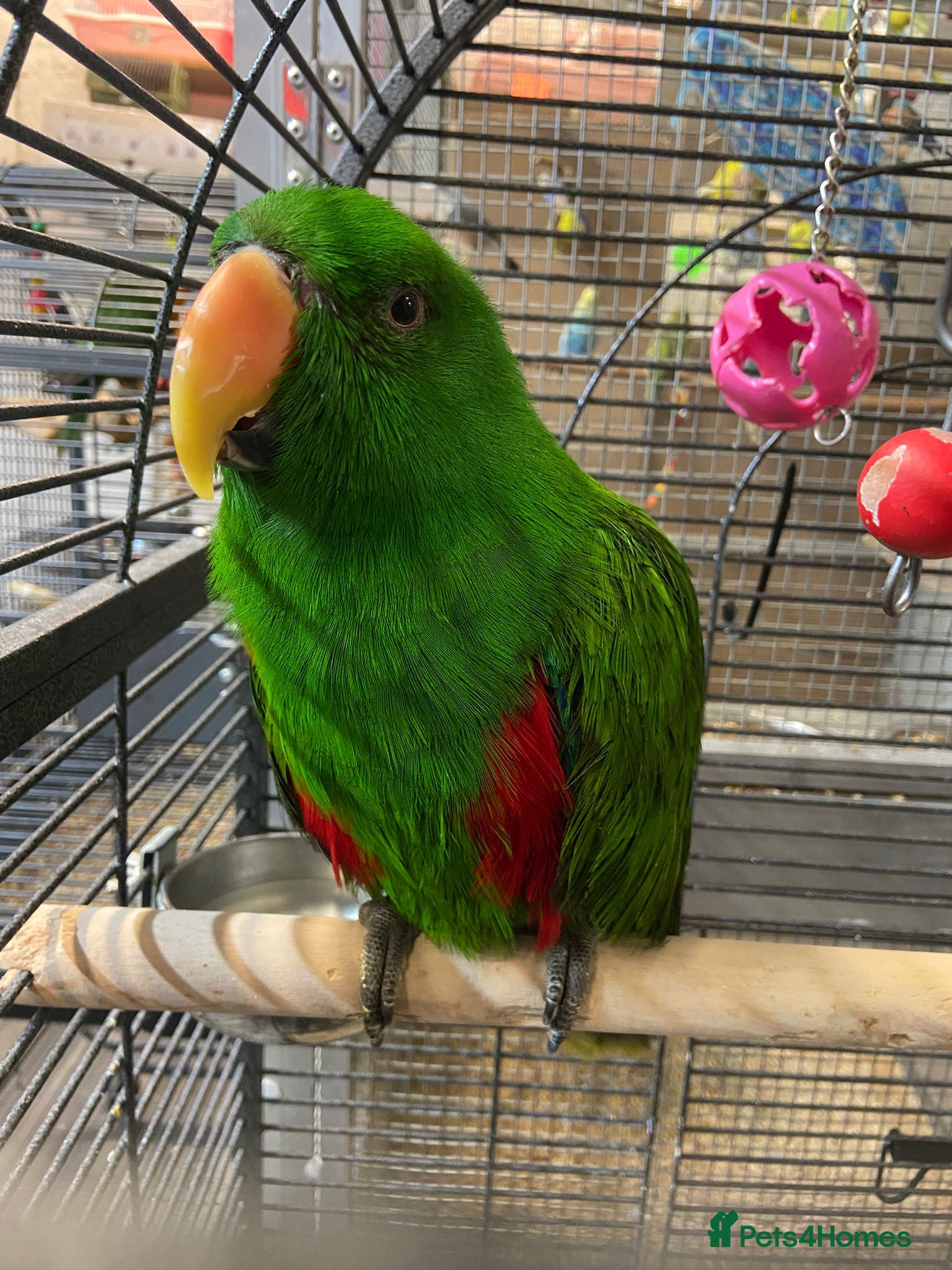 Parrots birds Birds/Parakeets/Parrots Available  - Advert 2