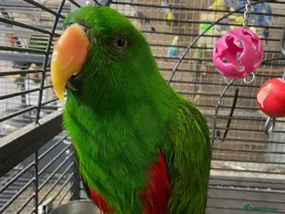 Parrots birds Birds/Parakeets/Parrots Available - Advert 2