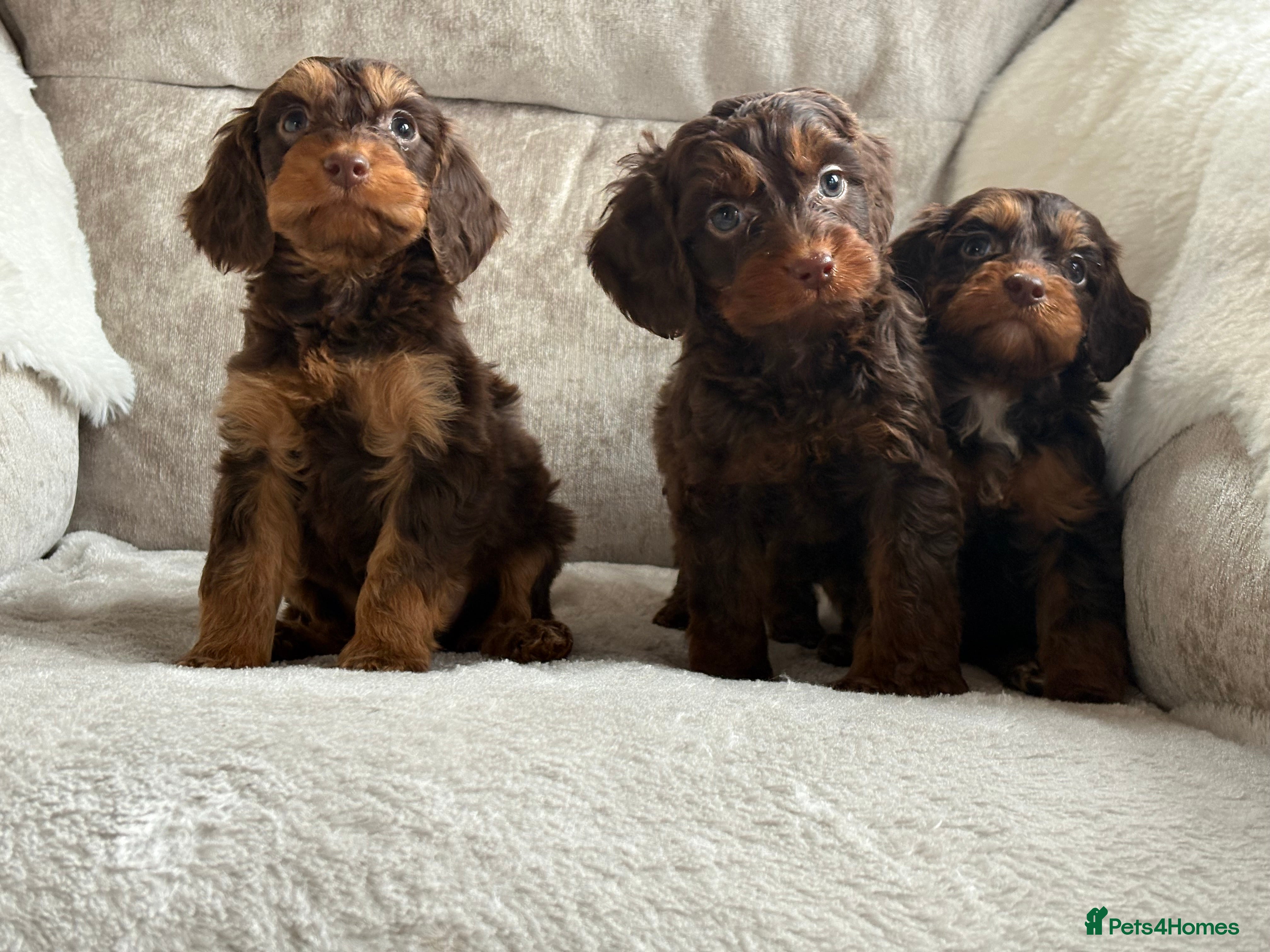 Cockapoo dogs Stunning f1 cockapoo puppies 🐶  - Advert 1