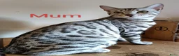 Bengal cats for sale: Silver Bengal Kittens  - Advert 4