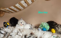 Ragdoll cats for sale: 2 Boys left Gccf £950 Ragdolls  - Image 27