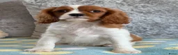 Cavalier King Charles Spaniel dogs for sale: Exquisite Cavalier Pups DNA Clear - Advert 3